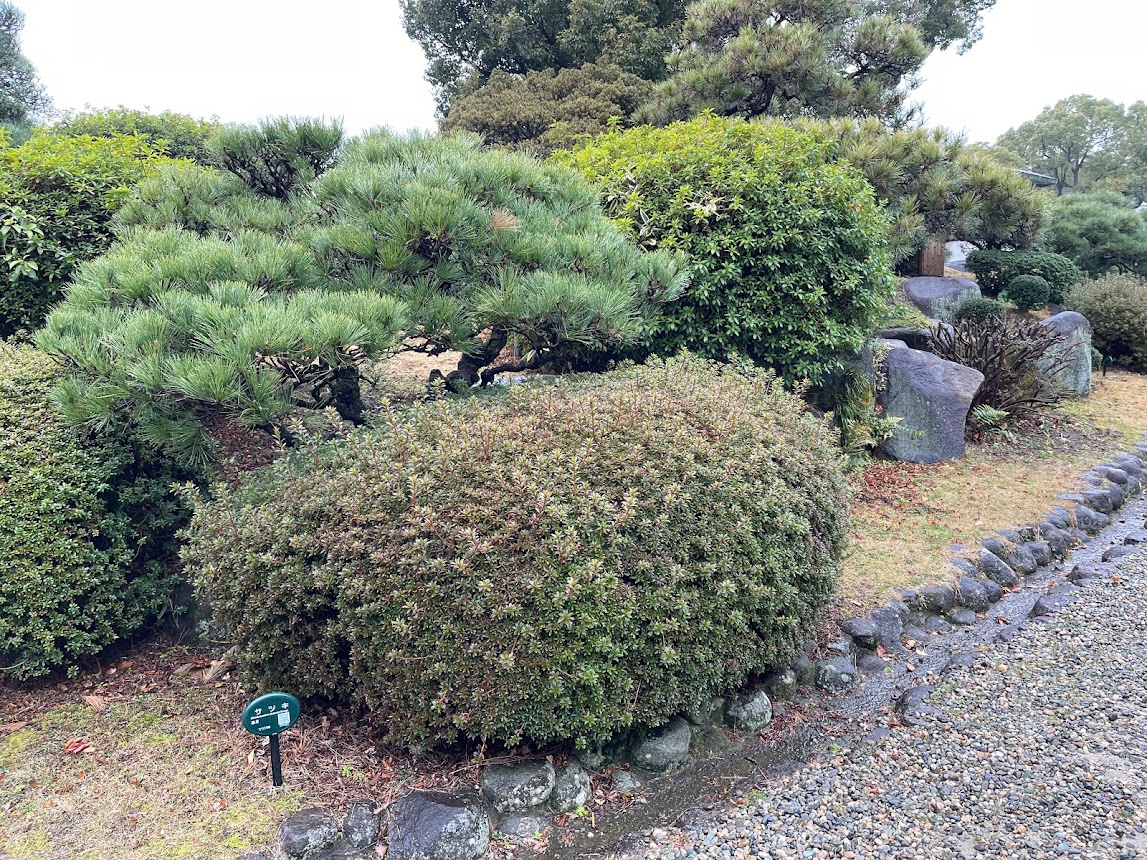 相楽園のサツキ